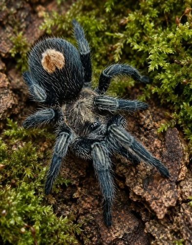 Cyriocosmus sp. catalina