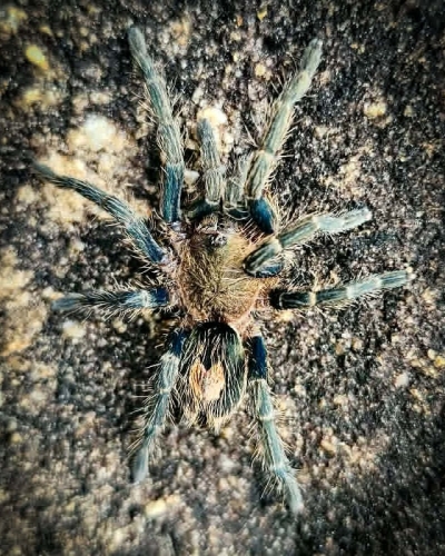 Cyriocosmus sp. primavera