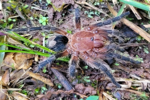 Cyriocosmus sp. Cereza