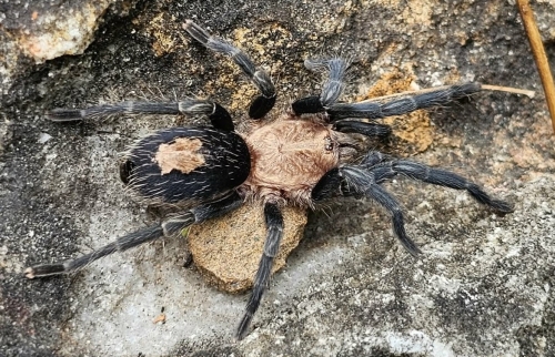 Cyriocosmus sp. lolo