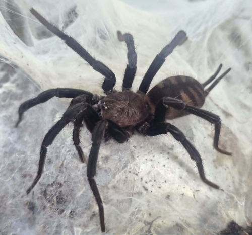 Linothele sp. Agua Fria