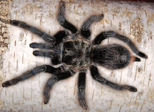 Grammostola grossa