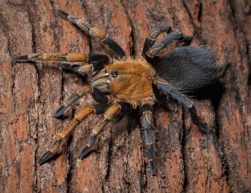 spinosatibiapalpus-trinitatis