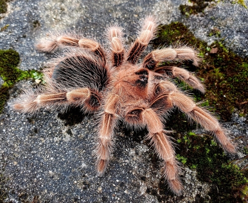 Theraphosidae sp. tordo