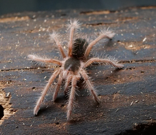 Megaphobema sp. white