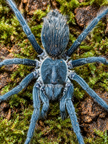 Theraphosidae sp. Yurimaguas
