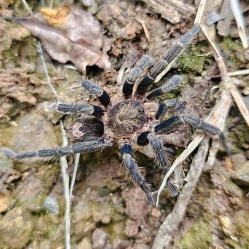 Cyriocosmus sp. ventana
