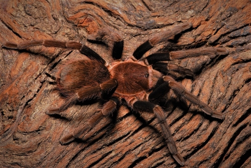 theraphosidae-sp-roatan