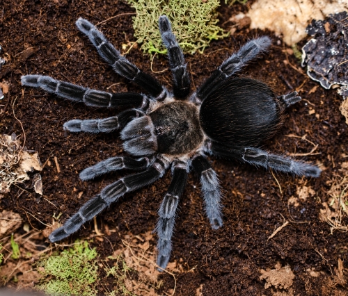 Mexican Black Velvet (Tliltocatl schroederi)