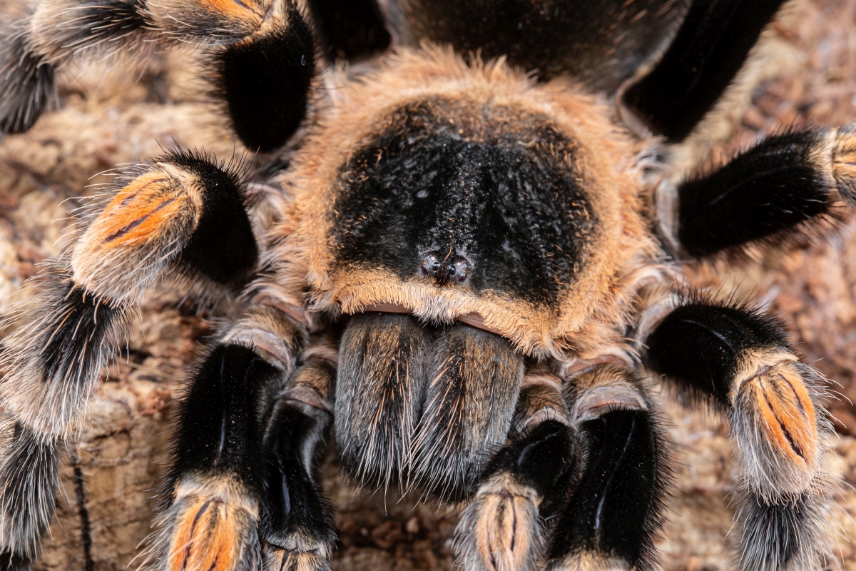 wyróżniająca kolorystyka skakuna