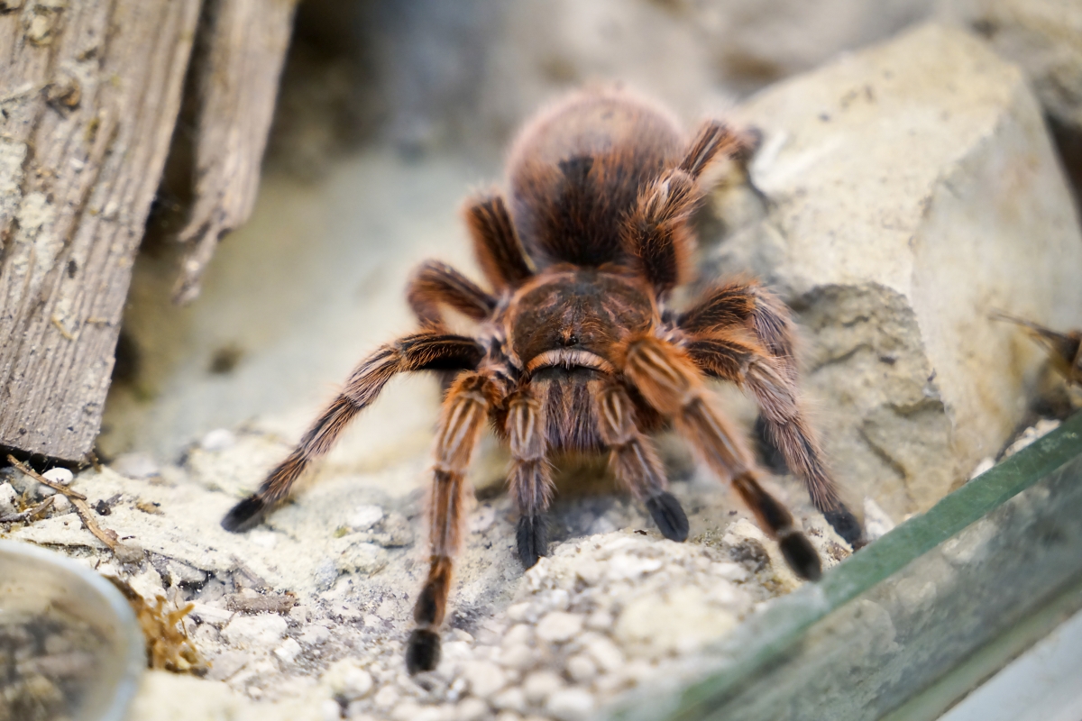 skaliste podłoże w terrarium idealne dla ptasznika