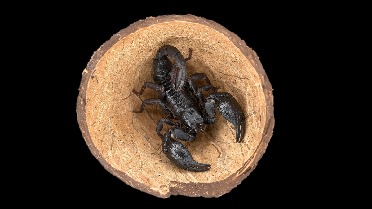 skorpion ruszajacy szczypcami