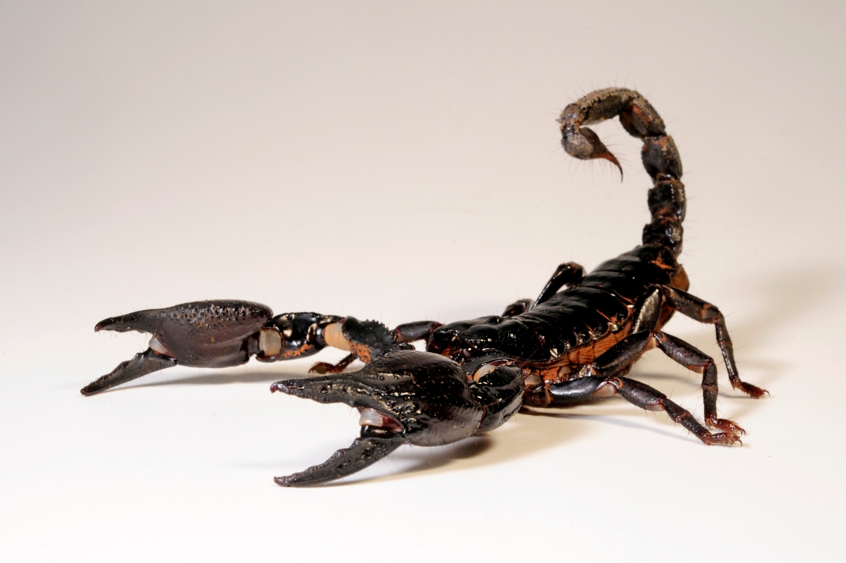 skorpionz uniesionym obwłokiem na białym tle