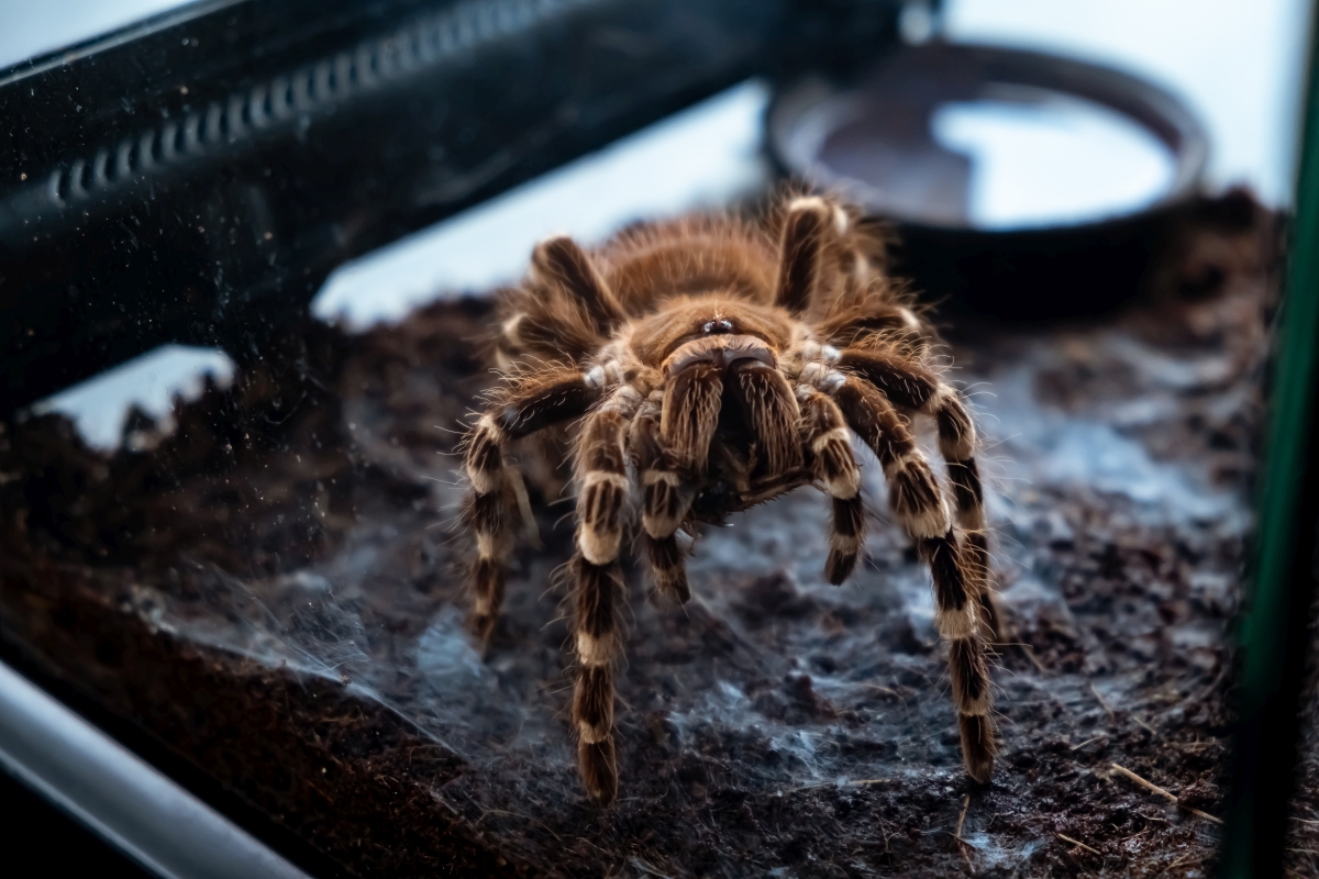 ptasznik ruszajacy obwłokami