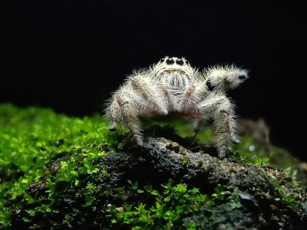 szary skakun wśród zieleni