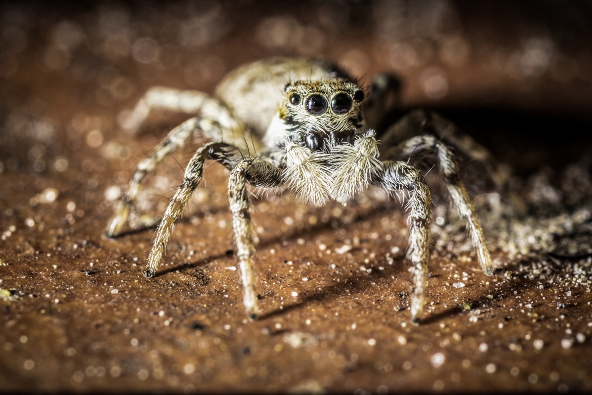 jasny skakun na piasku