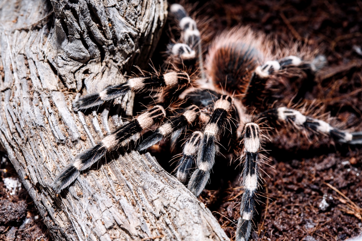 ptasznik przy gałęzi