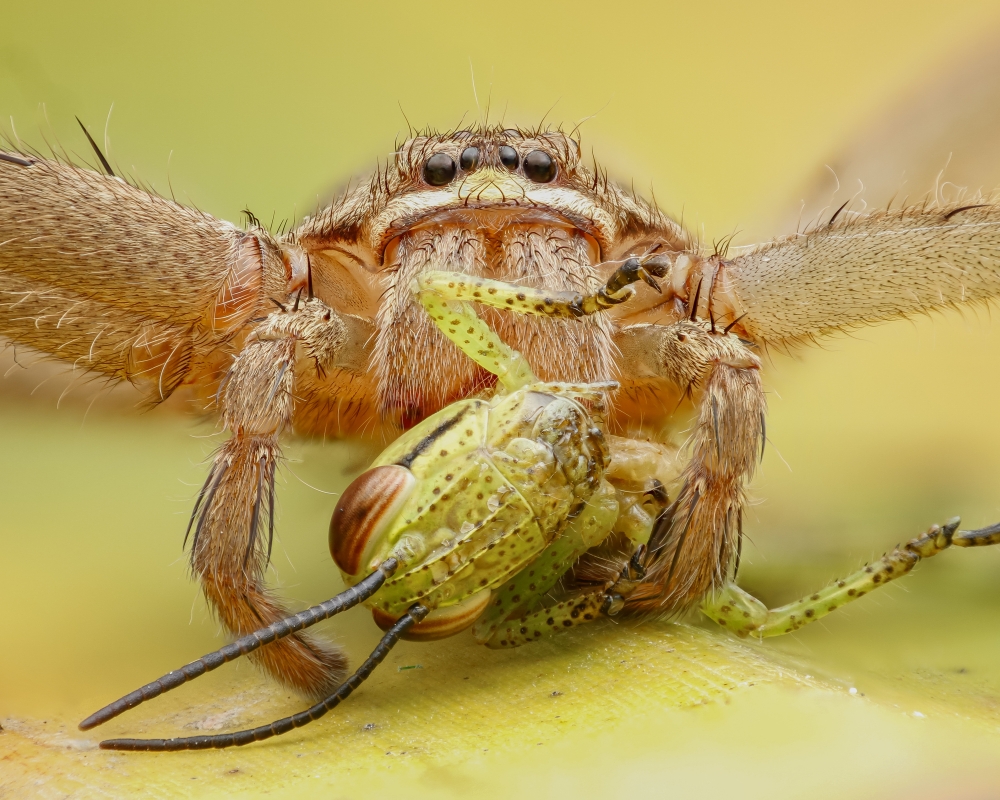 pająk nad swoją ofiarą