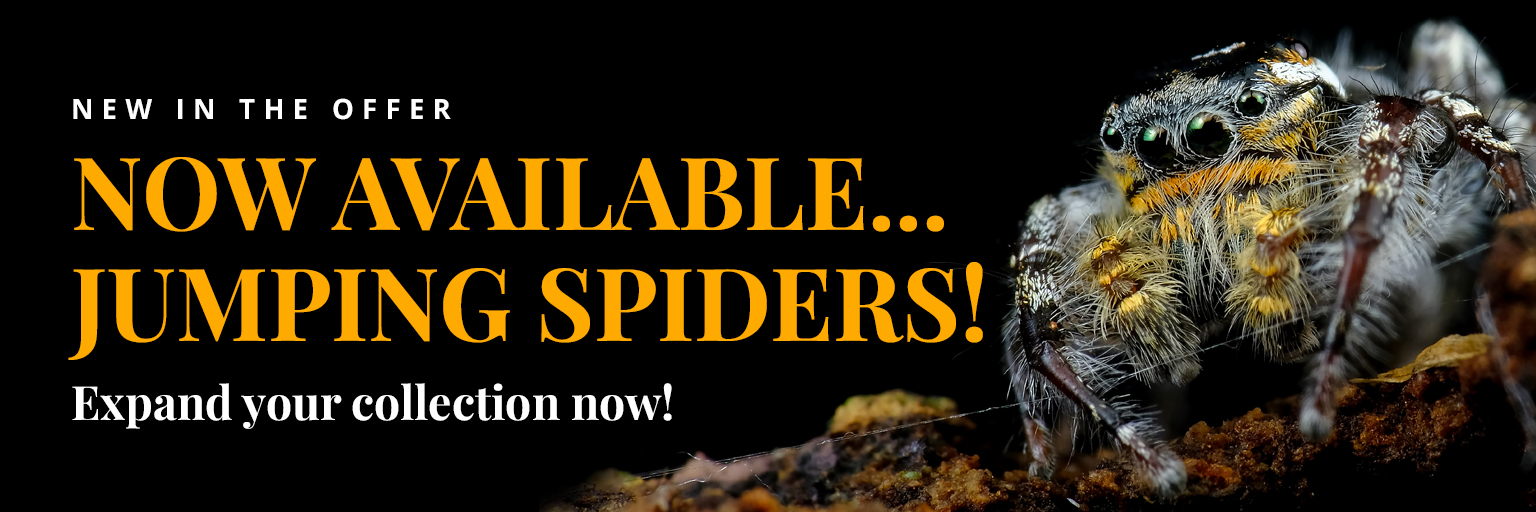 Jumping spiders
