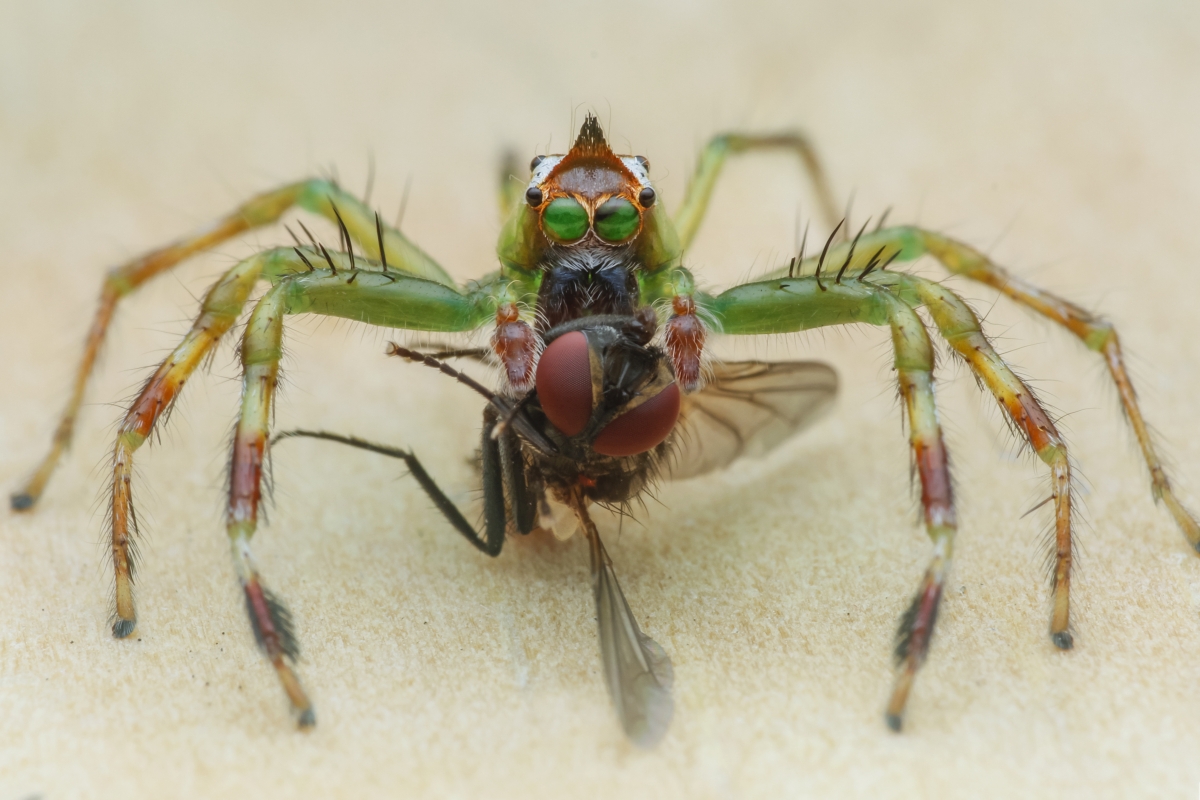 pająk trzymający muchę