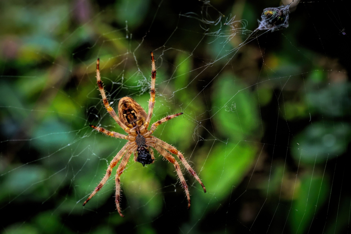 skakun zbliżający się do muchy, którą złapał w pajęczyne