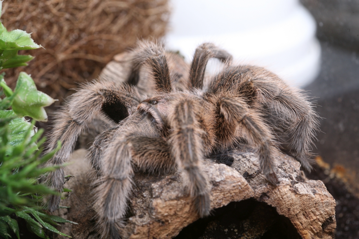 ptasznik na korze drzewa